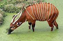 Bongo (antelope) - Wikipedia