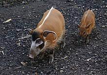 Red river hog - Wikipedia