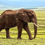 elephant 1421167 1280