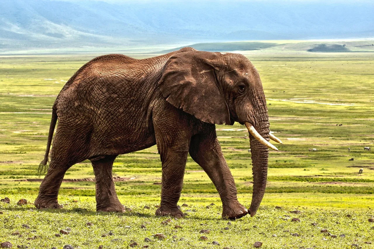 elephant 1421167 1280 jpg