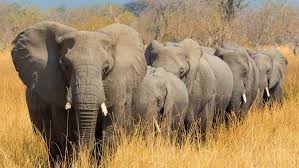 Elephants are dying in droves in Botswana. Scientists don't know why