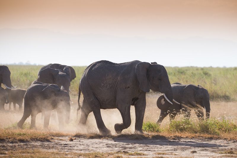 Why Can't Elephants Jump? | Live Science