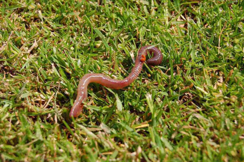 How to Deal with Earthworm Castings on Your Lawn - Lawn Care Blog | Lawn Love