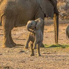 Elephanatics - ELEPHACT FRIDAY: 💜🐘 Elephants can't jump, it's impossible. But they can try! Unlike most mammals, the bones in elephant legs are all pointed downwards, which means they don't have the “