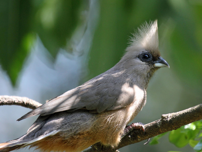 speckledmousebird1